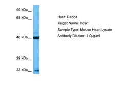 INCA1 Rabbit anti-Mouse, Polyclonal, Novus Biologicals 0.1ml; Unconjugated:Antibodies,